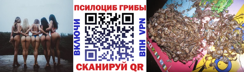 наркотики  Нижний Новгород  Галлюциногенные грибы Psilocybe 